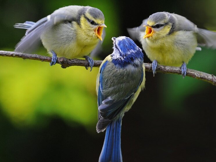 Mediation